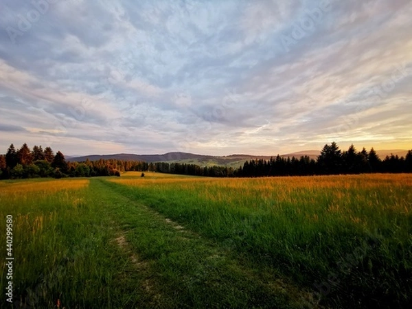 Obraz A grassy road through meadows. View at sunset.