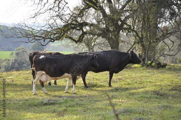 Obraz black and white cows