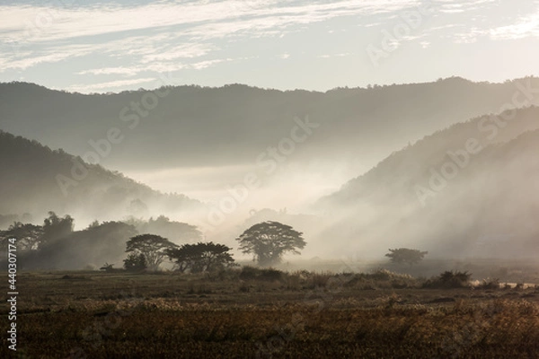 Obraz morning forest