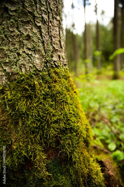 Fototapeta Baumrinde