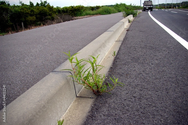 Obraz 路上の雑草