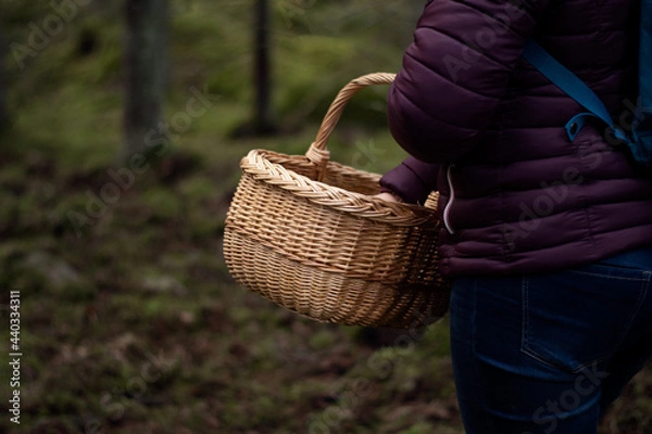 Fototapeta Person picking mushrooms in the forest. Unrecognizable woman in purple jacket holding a basket to be able to carry the edible mushrooms. Photo taken in Sweden. 