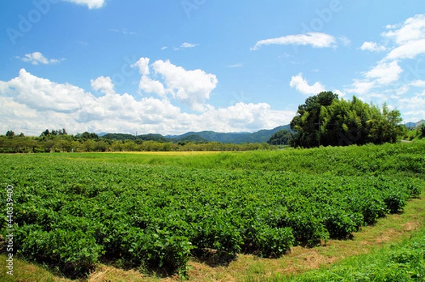 Fototapeta 黒大豆畑 8月下旬 の風景　成長中 丹波篠山