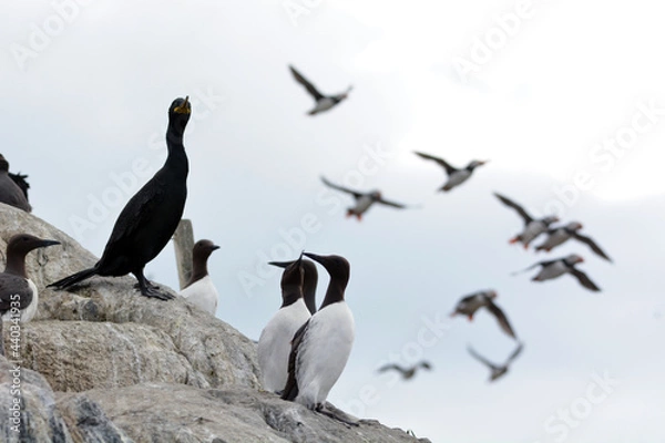 Obraz Scogliere inglesi