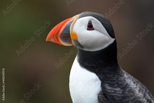 Obraz Puffin