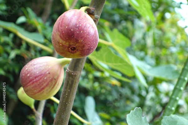 Fototapeta イチジク　ドーフィン