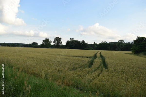 Obraz Passage dans le champ