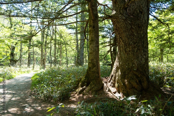 Fototapeta 大きな木と遊歩道