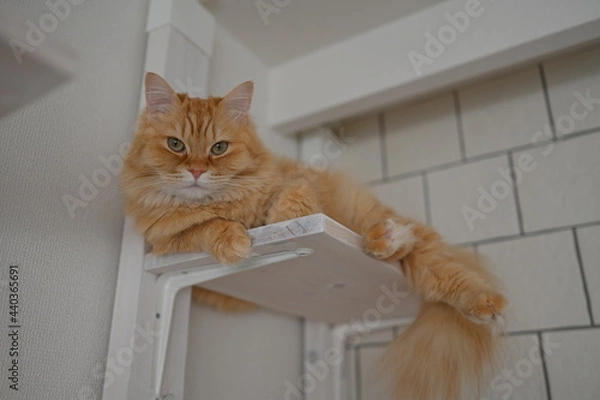 Obraz キャットウォークでくつろぐ猫（マンチカン）