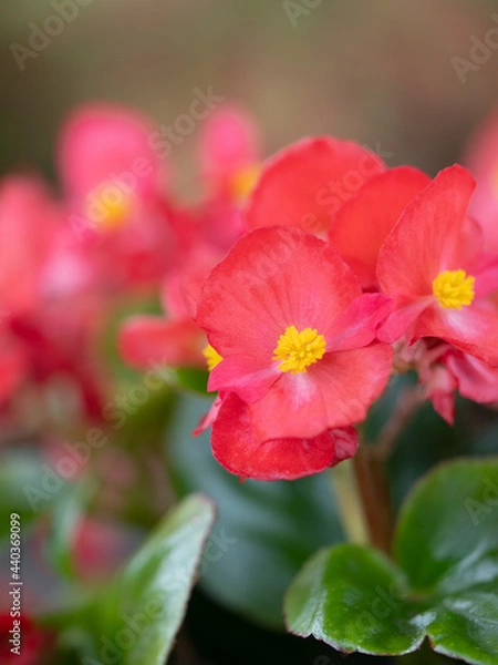 Fototapeta ベゴニアの花