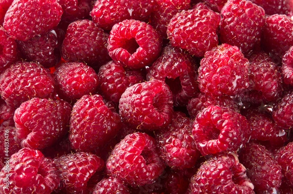 Obraz Red raspberry background