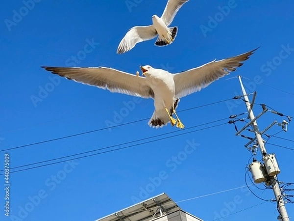 Fototapeta 갈매기