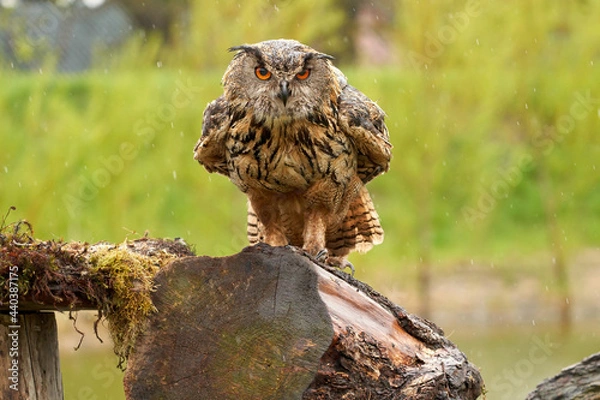 Fototapeta Eagle Owl, sits on a tree trunk with moss. The bird of prey looks angry, it is raining thick drops. The bird seen from the front