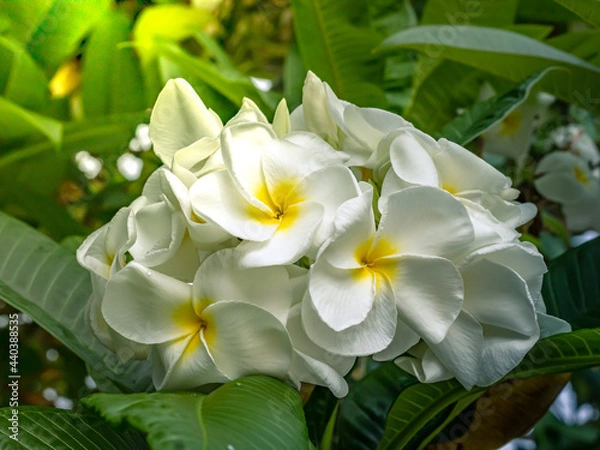 Obraz Plumeria
