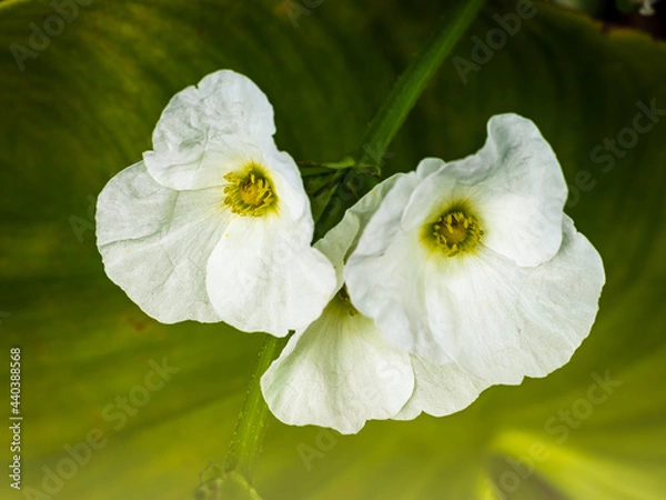 Obraz Arrow Head Amazon