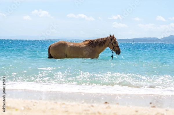 Fototapeta 沖縄県伊江島のビーチで泳ぐ馬
