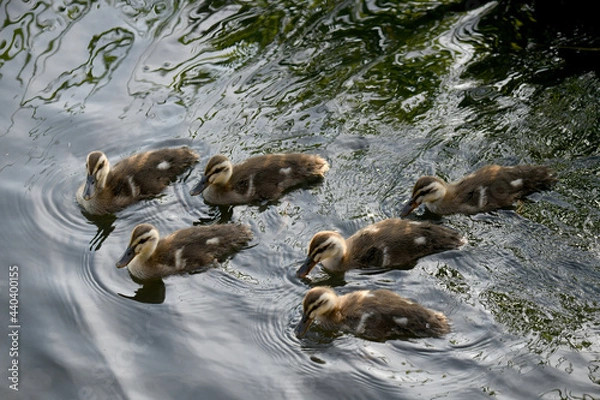 Fototapeta カルガモの雛