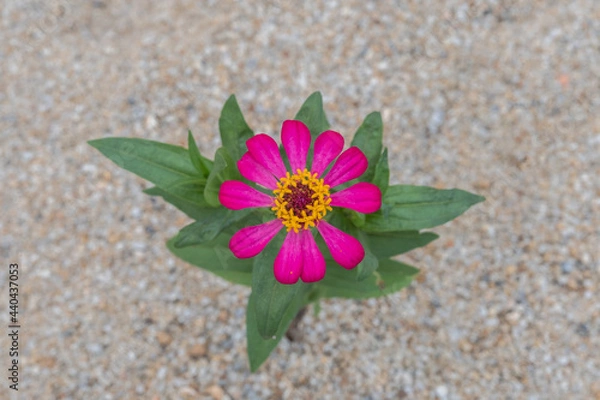 Obraz A beautiful top view of pink Mexican aster flower, Blur background.