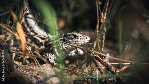 Obraz A small lizard in the grass