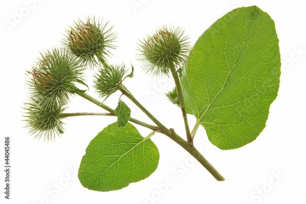 Obraz Grosse Klette (Arctium lappa)