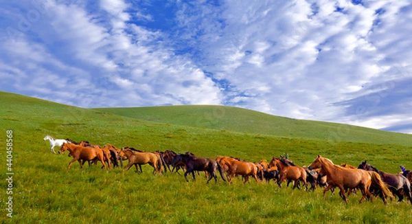 Fototapeta Hillside and horses