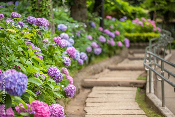 Fototapeta 東京都　白山神社の紫陽花