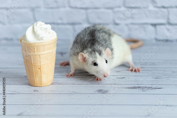 Fototapeta A cute rat sits next to a waffle cup with white ice cream. The rodent is sniffing the dessert. Close-up portrait of animals. Macro