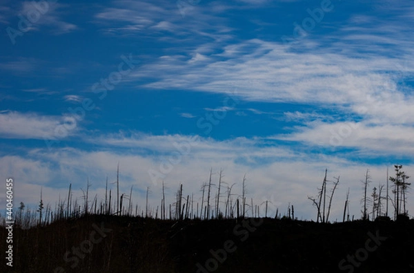 Fototapeta Desolate hillside with bare trees