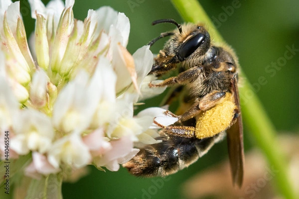 Obraz Abeille qui butine
