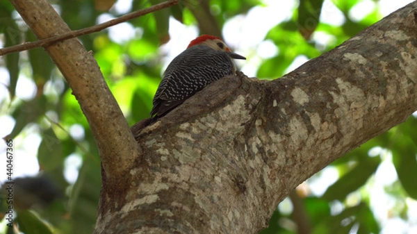 Fototapeta bird on a tree