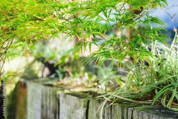 Fototapeta 塀から鮮やかな新緑のもみじ