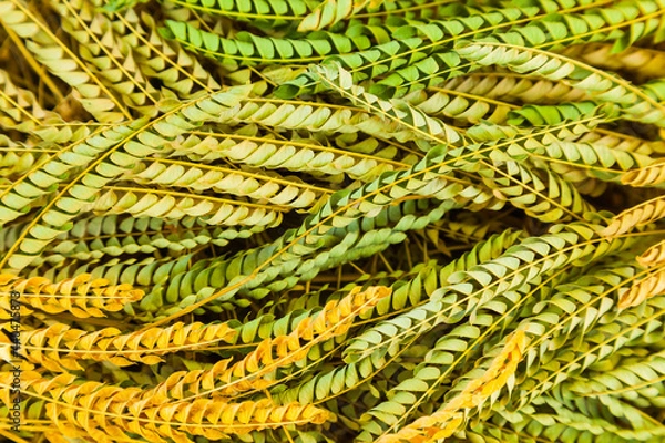 Fototapeta A background of fallen, wilted twigs with acacia leaves.