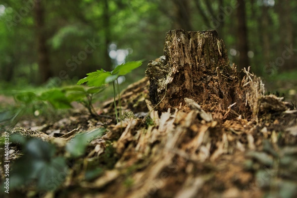 Fototapeta Decayed root with moos