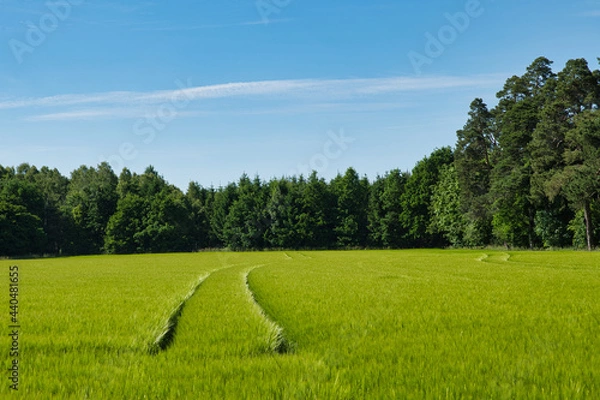 Obraz cornfield with tracks