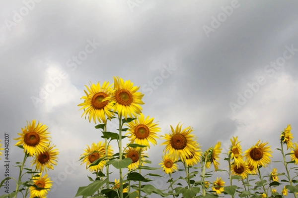 Obraz Sunflower with overcast sky