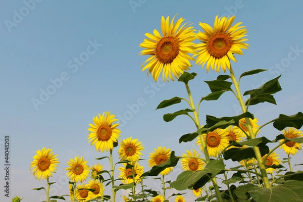 Fototapeta Sunflower