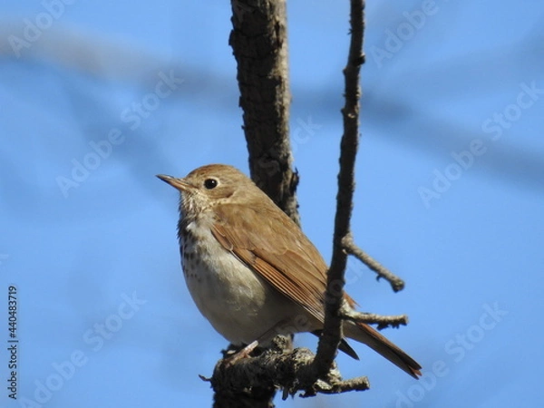 Fototapeta Hermit Thrush