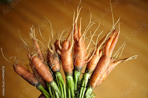 Obraz carrots