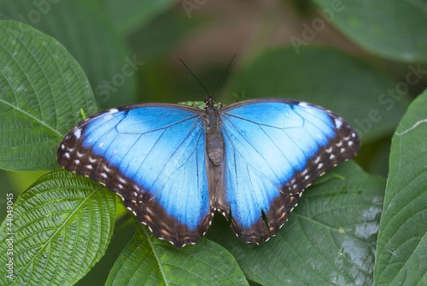 Obraz Morpho butterfly