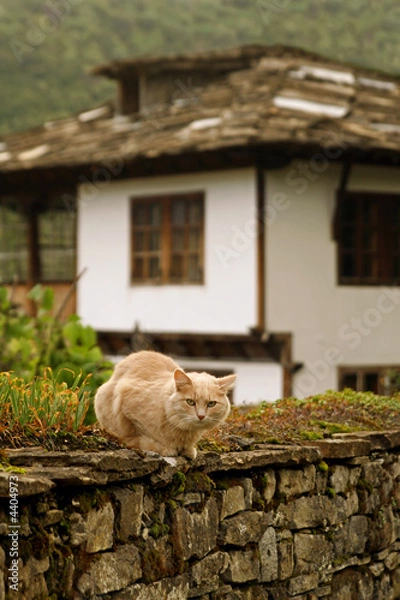 Fototapeta cat on  background of an old house in Bozenci, Bulgaria
