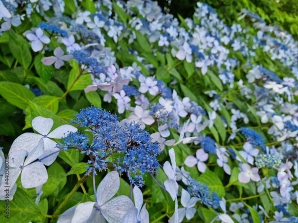 Obraz forget me not flowers