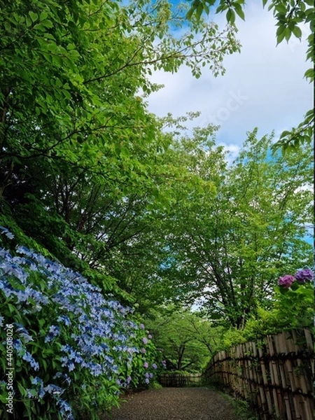 Obraz trees in the garden