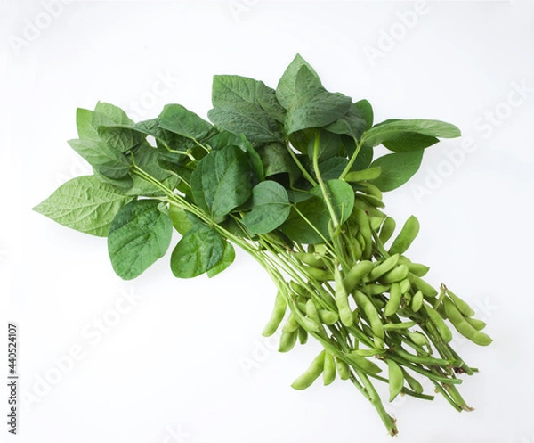 Obraz 枝豆　採りたて