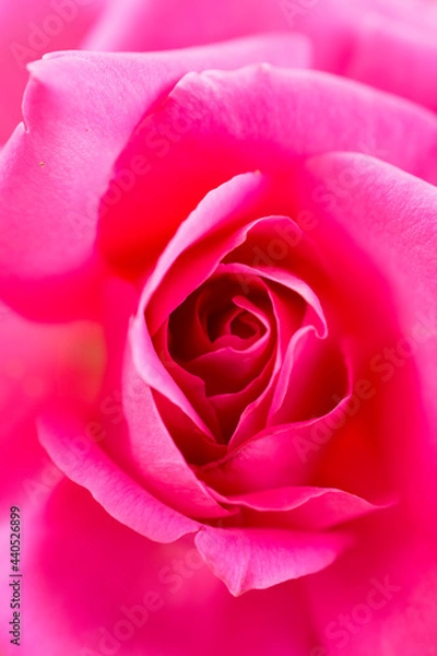 Obraz pink rose close up