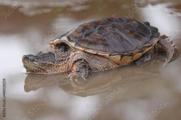 Obraz The common snapping turtle is a species of large freshwater turtle