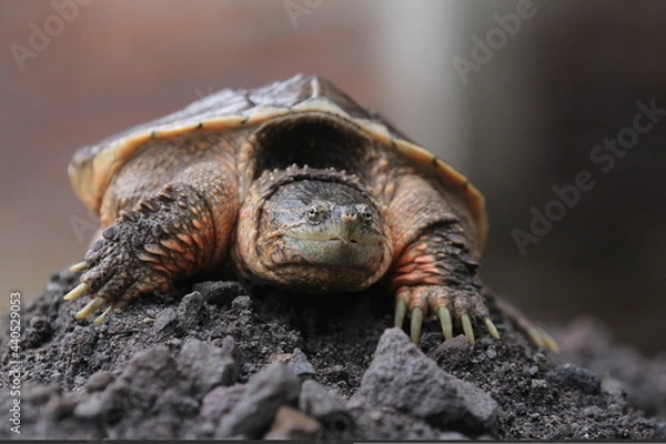 Obraz The common snapping turtle is a species of large freshwater turtle