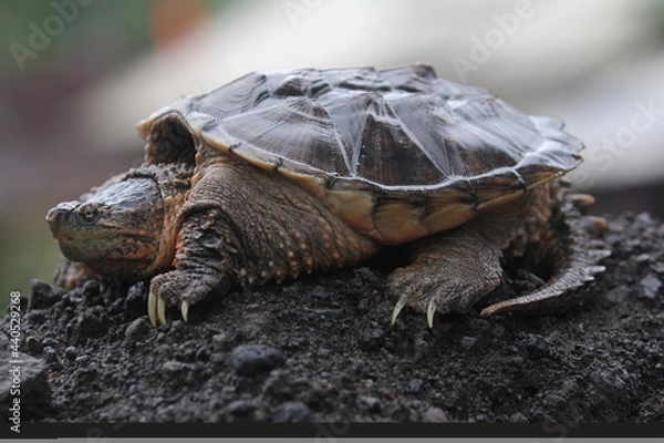 Obraz The common snapping turtle is a species of large freshwater turtle