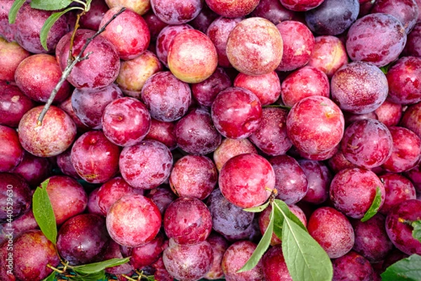 Obraz 日本の甘いプラム