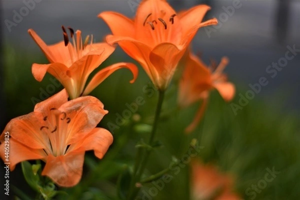 Fototapeta リリウム・ブルビフェルム　ユリ