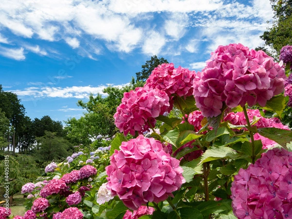 Obraz 梅雨の散歩道